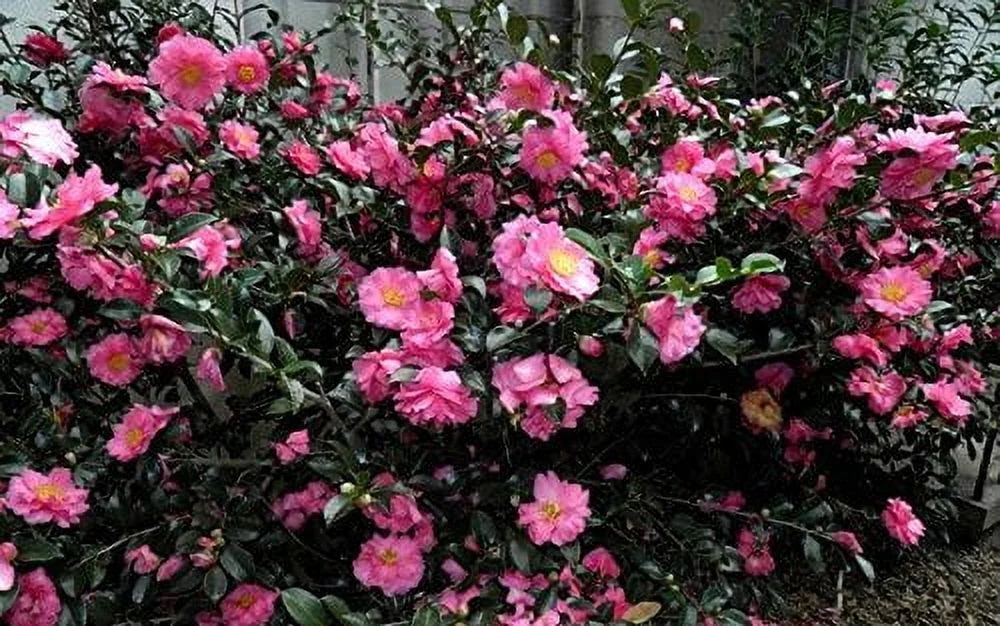 Camellia Sasanqua Shi - Shi I 3 Extra Large 3 Gallon Plants Pink Flowering Live Plant for Outdoor & Indoor Gardens, Compact Elegant Flowering Shrub for Vibrant Landscaping - image 7