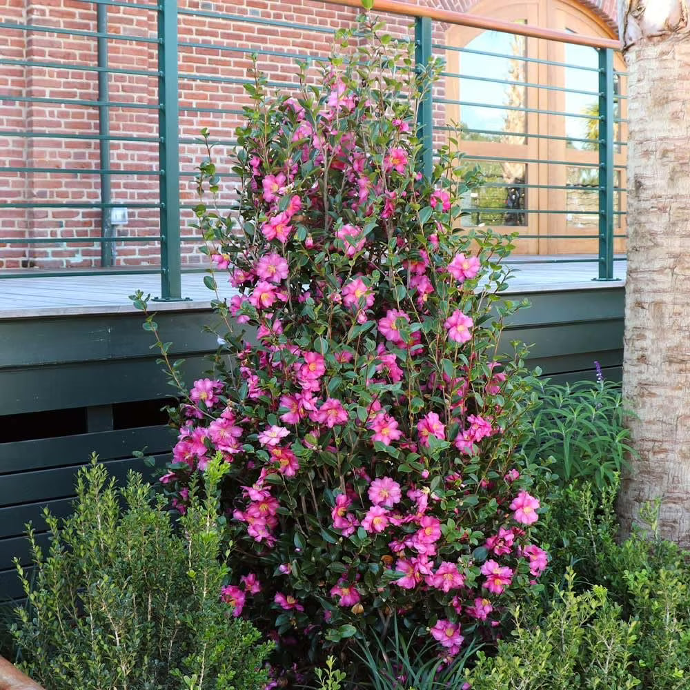 Camellia Sasanqua Shi - Shi I 3 Extra Large 3 Gallon Plants Pink Flowering Live Plant for Outdoor & Indoor Gardens, Compact Elegant Flowering Shrub for Vibrant Landscaping - image 1