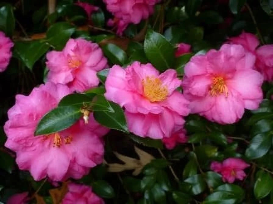 Camellia Sasanqua Shi - Shi I 3 Extra Large 3 Gallon Plants Pink Flowering Live Plant for Outdoor & Indoor Gardens, Compact Elegant Flowering Shrub for Vibrant Landscaping - image 6