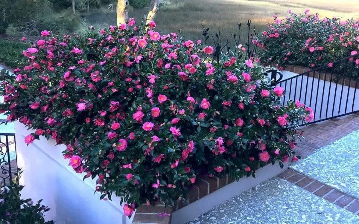 Camellia Sasanqua Shi - Shi I 3 Extra Large 3 Gallon Plants Pink Flowering Live Plant for Outdoor & Indoor Gardens, Compact Elegant Flowering Shrub for Vibrant Landscaping - image 9