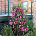 Camellia Sasanqua Shi - Shi I 3 Extra Large 3 Gallon Plants Pink Flowering Live Plant for Outdoor & Indoor Gardens, Compact Elegant Flowering Shrub for Vibrant Landscaping - image 3