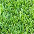 St. Augustine 500 Sq. Ft. Sod Pallet - image 1