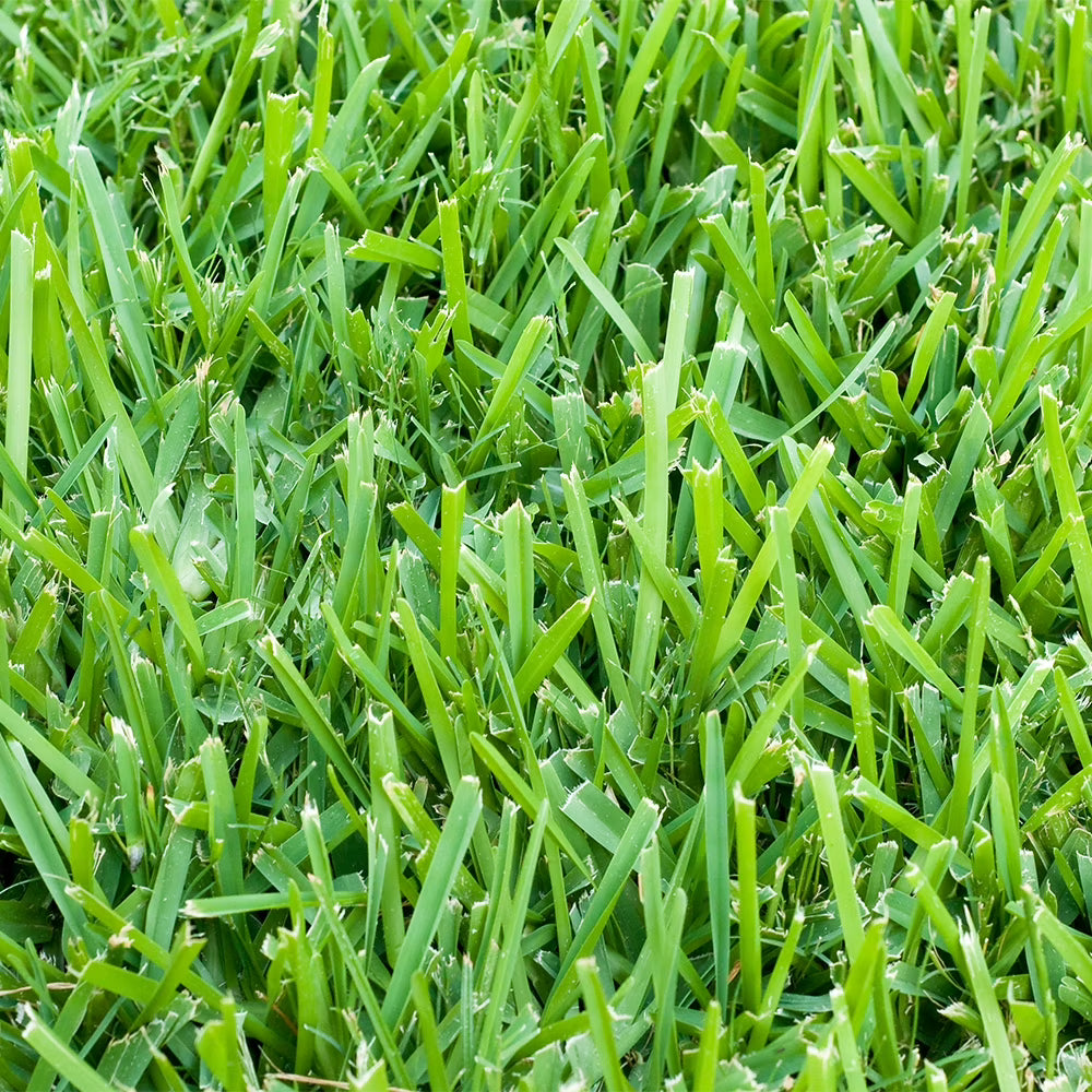 St. Augustine 500 Sq. Ft. Sod Pallet - image 1