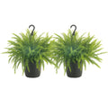 Costa Farms Home Dcor, Premium Live Boston Fern Hanging Basket, 2-Pack, Direct - image 1