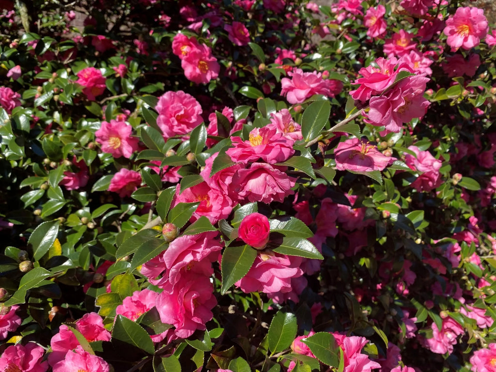 Camellia Sasanqua Shi - Shi I 3 Extra Large 3 Gallon Plants Pink Flowering Live Plant for Outdoor & Indoor Gardens, Compact Elegant Flowering Shrub for Vibrant Landscaping - image 8