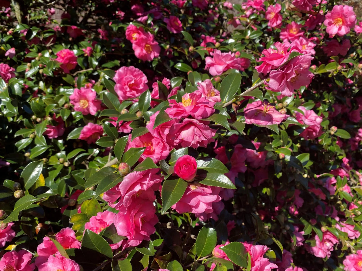 Camellia Sasanqua Shi - Shi I 3 Extra Large 3 Gallon Plants Pink Flowering Live Plant for Outdoor & Indoor Gardens, Compact Elegant Flowering Shrub for Vibrant Landscaping - image 8