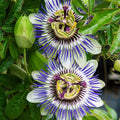 Blue Passion Flower - image 1