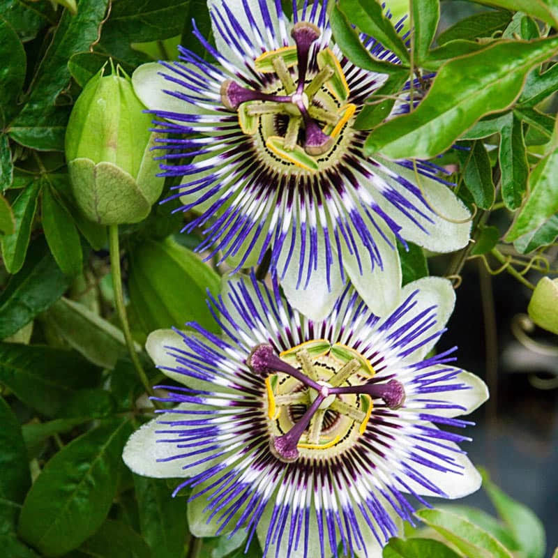 Blue Passion Flower - image 1