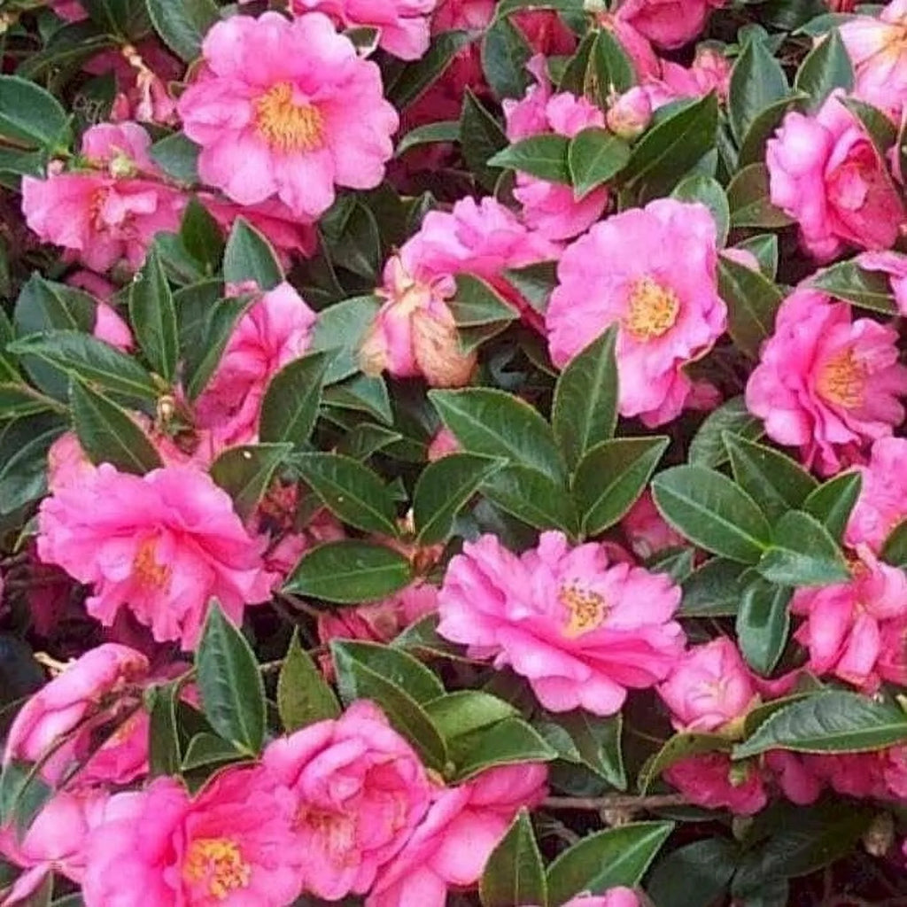 Camellia Sasanqua Shi - Shi I 3 Extra Large 3 Gallon Plants Pink Flowering Live Plant for Outdoor & Indoor Gardens, Compact Elegant Flowering Shrub for Vibrant Landscaping - image 4