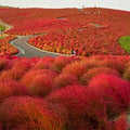 Outsidepride Burning Bush - 10000 Seeds - image 1