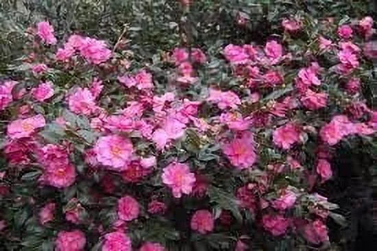 Camellia Sasanqua Shi - Shi I 3 Extra Large 3 Gallon Plants Pink Flowering Live Plant for Outdoor & Indoor Gardens, Compact Elegant Flowering Shrub for Vibrant Landscaping - image 5