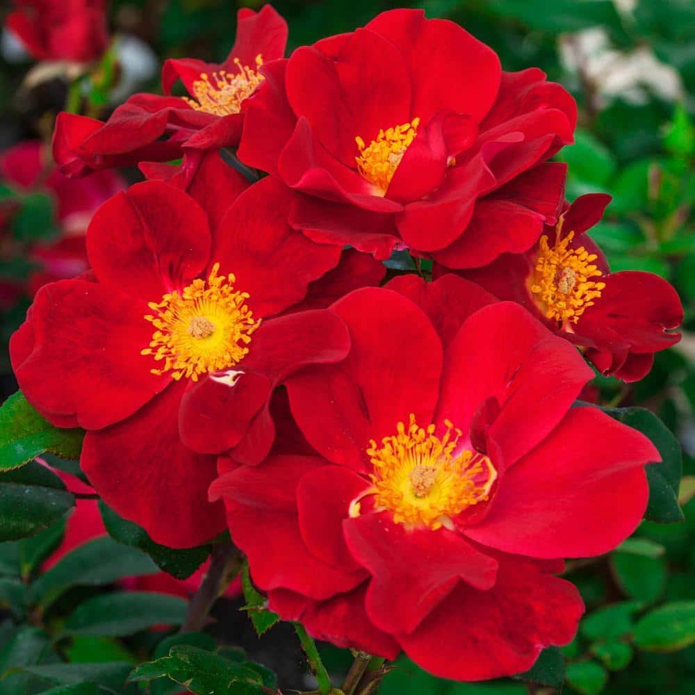 Top Gun Rose, Dormant Bare Root Plant with Red Flowering Shrub Rose (1-Pack) - image 1