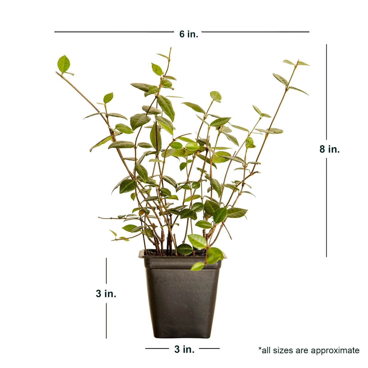 Expert Gardener Asiatic Jasmine - 54 Pack (3.25 In. Pots) Evergreen Groundcover Vine - Full Sun Live Outdoor Plant